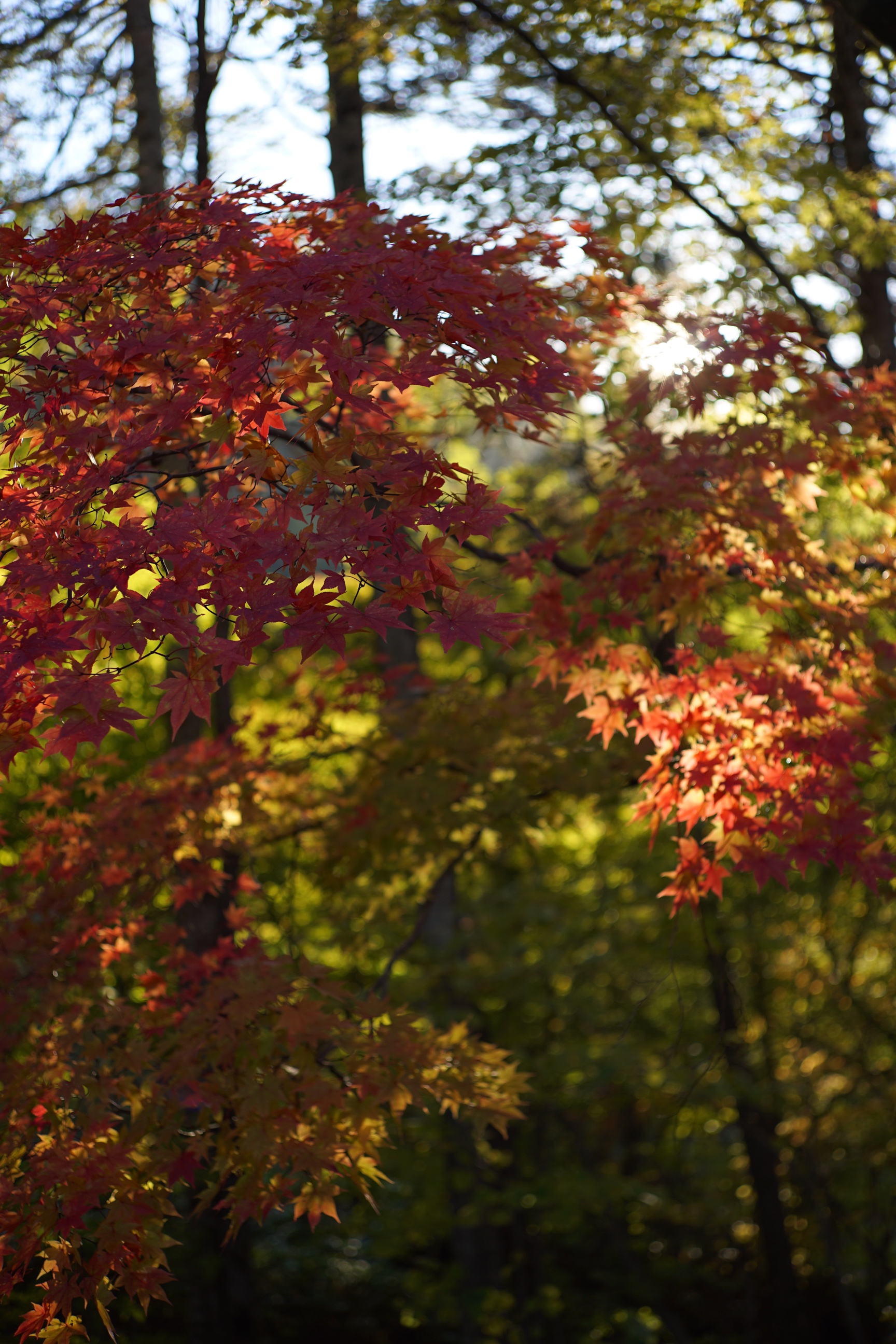 2016年秋　夕張　滝の上公園　紅葉